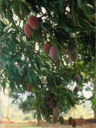 mangos